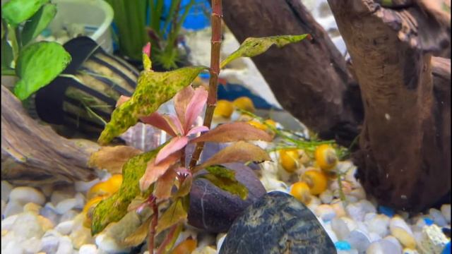 Aquatlantis 55 Gallon Planted Fish Aquarium-Tank - Feeding Frog - Community Fresh Water Aquarium смотреть онлайн