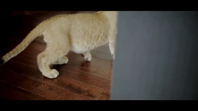 Свадьба Артема и Ольги Бородкиных смотреть онлайн