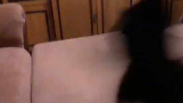 Умный котенок | Clever Kitten