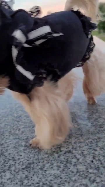 #yorkie #йоркимини #одеждадлясобак #йорки #йоркомания #йорк #йоркомир #йоркширскийтерьер #yorkshire