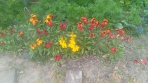 Желтофиоли  - Wallflowers