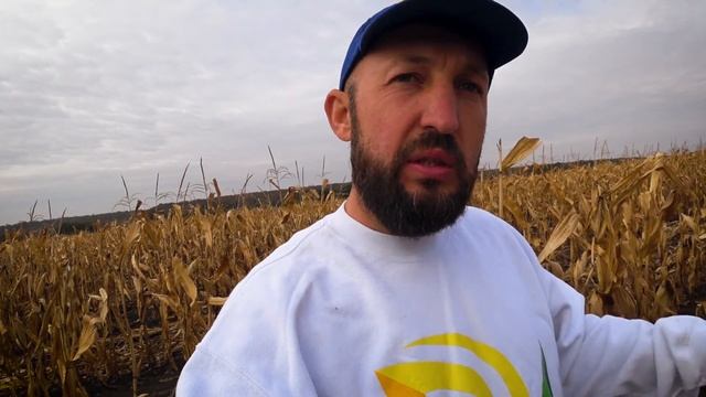 Уборка кукурузы 2020 / Новый гибрид Мартиника ФАО 330 смотреть онлайн