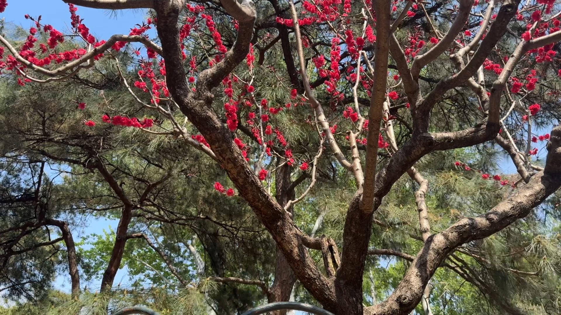 МИНУТА СПОКОЙСТВИЯ И РЕЛАКСА. ПРОСТО СМОТРИТЕ, СЛУШАЙТЕ И ДЫШИТЕ СПОКОЙНО. НЕБЕСНЫЙ ЗАМОК. КИТАЙ. смотреть онлайн