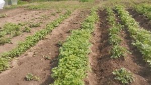 Посадка горчицы между рядами картошки. Спасает от проволочника.