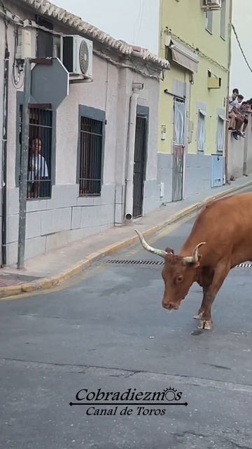 Vaca De José Arriazu En La Puebla De Montalbán (Toledo) 2024