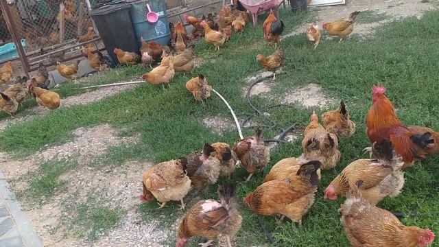 Кучин тауықтар және Atomy компаниясының таза өнімдері.