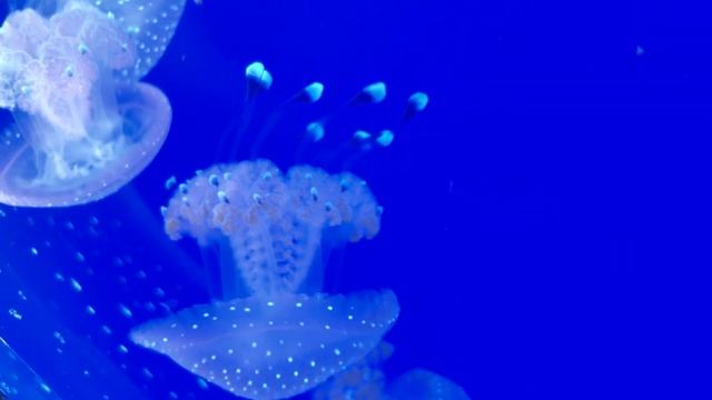 Australian Spotted Jellyfish 1 Month Old