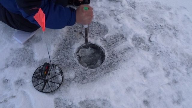 Щуки нормальные 1