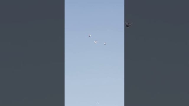 голуби смотреть онлайн