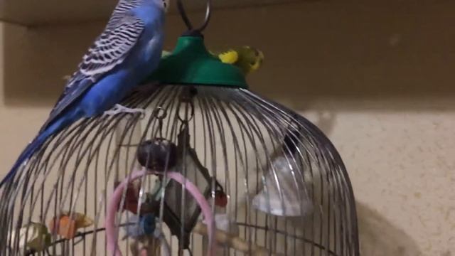 Обученные попугайчики смотреть онлайн