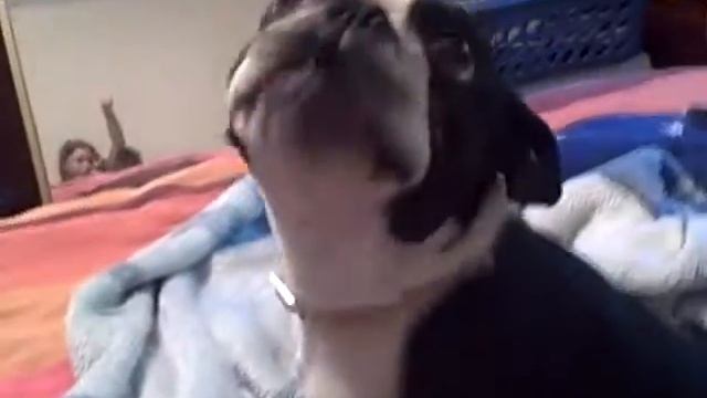 Bob the boston terrier!! смотреть онлайн