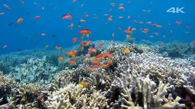 Демонстрация 4К качества! Прекрасное море смотреть онлайн