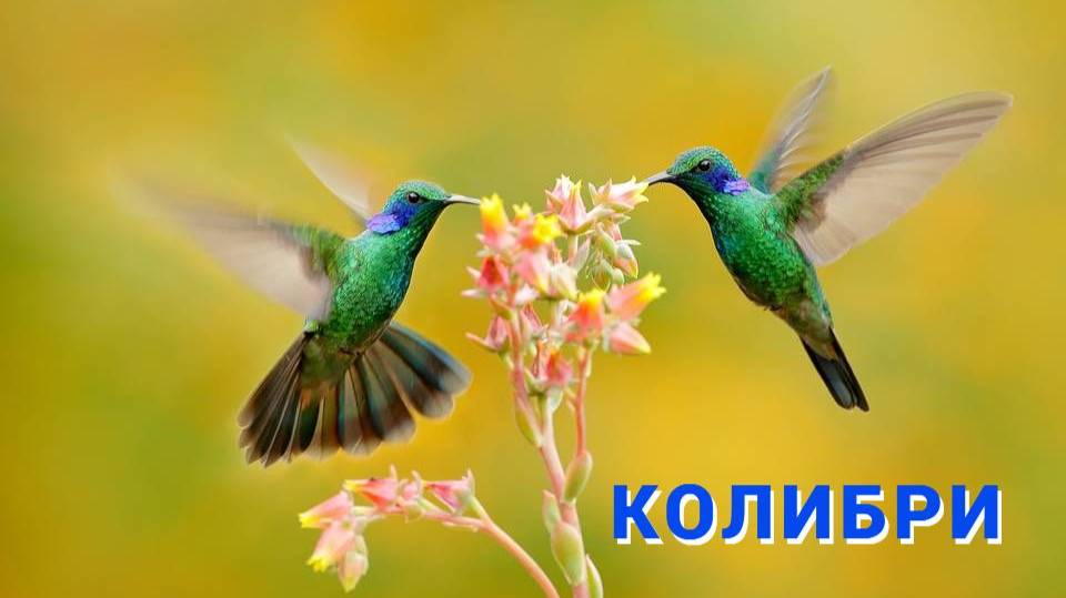 Самое маленькое чудо природы — колибри смотреть онлайн