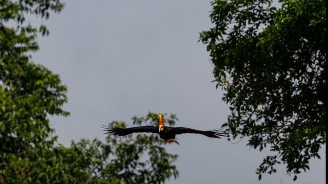 CANON R7 tracking test - Rhinoceros Hornbill flying toward us смотреть онлайн