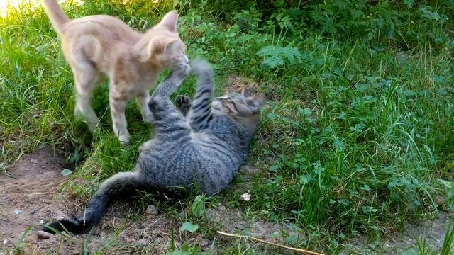 Новая детская песочница.☀️🏡🐅🐈🐈🐅🌲 смотреть онлайн