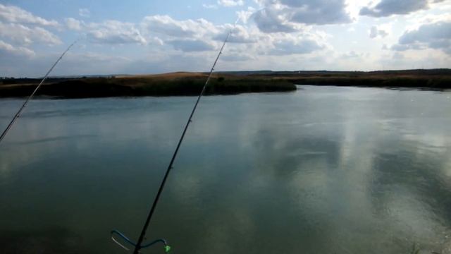 Тарашка , от Пал Палыча 7 08 19 смотреть онлайн