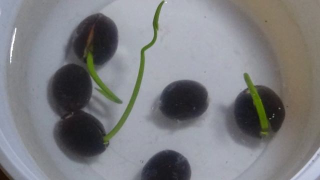 water lily project video 08062018 смотреть онлайн