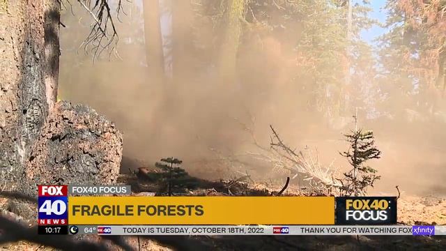 Fragile Forests смотреть онлайн