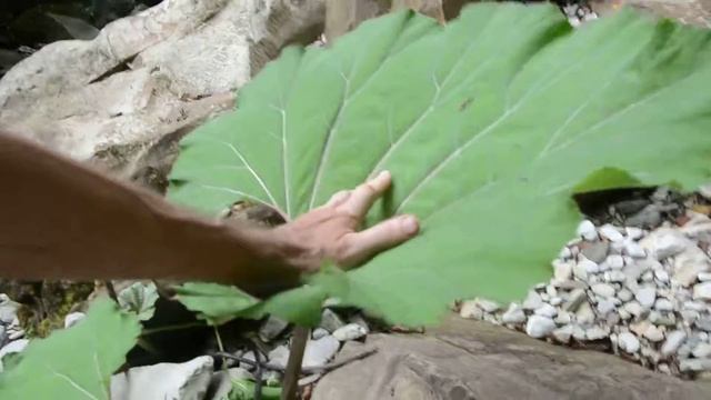 Большая мать и мачеха Геленджик смотреть онлайн