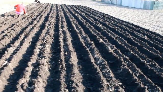 Посадка картоплі мотоблоком. Майже :) смотреть онлайн