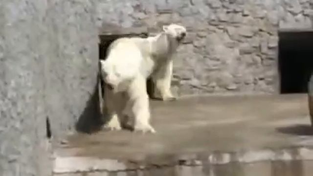 Bear Dancing Electro