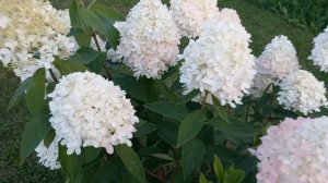 Цветы в моём саду