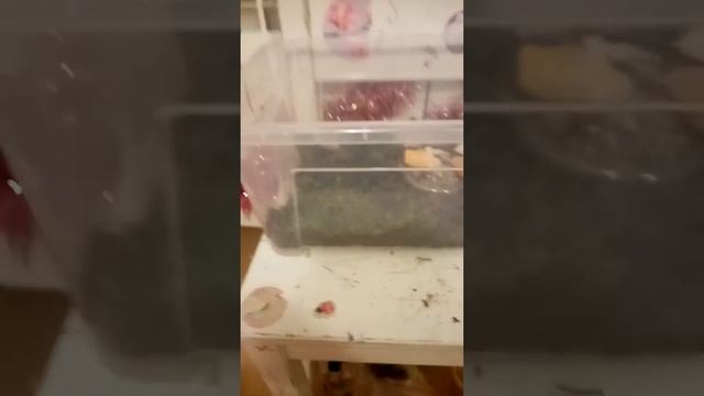 Мох, сепия, кокосавый субстрат 😶 смотреть онлайн