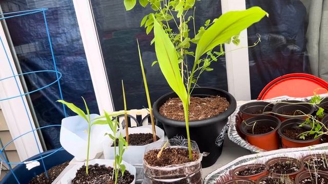 Up Potting Turmeric & Ginger смотреть онлайн