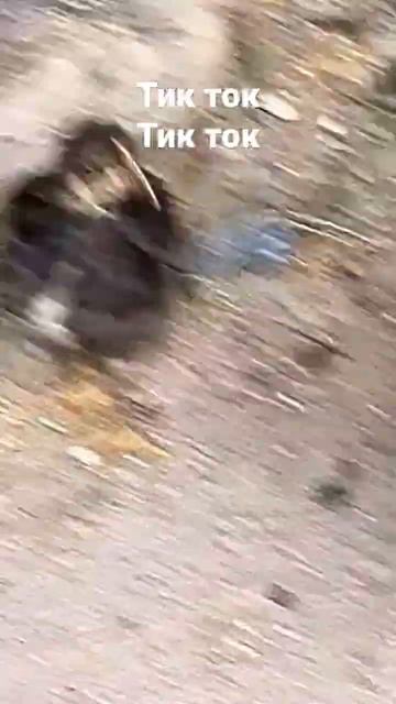 тик ток тик ток смотреть онлайн