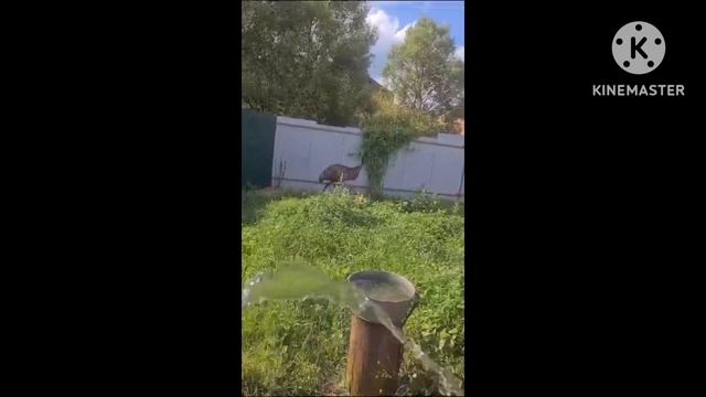 Моем страусов!