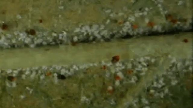 SpiderMites смотреть онлайн