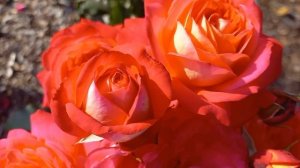 Розы в саду