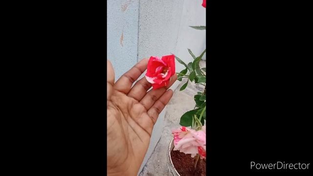 Rose petals 🌹 40 rp plant beautiful colours గులాబీ మొక్కలు смотреть онлайн
