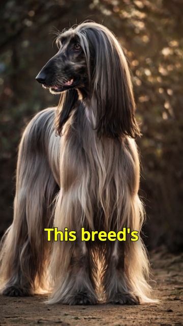 6 Ancient Dog Breeds And Their History! #DogHistory #AncientBreeds #dogs #facts #shorts