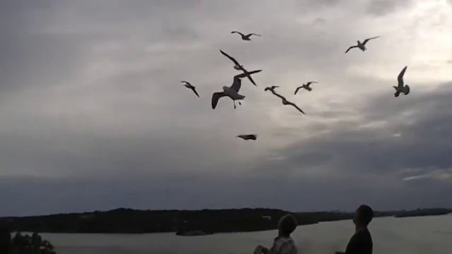 Шведские чайки.