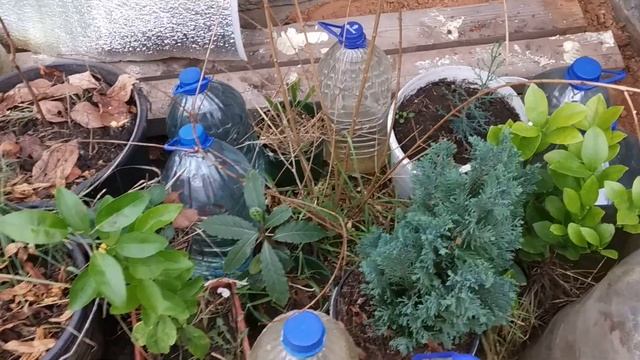 Состояние растений, в подземной теплице на 22 12 19