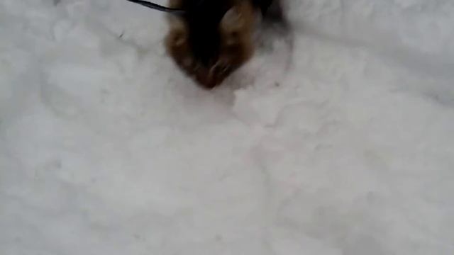 Зимняя Прогулка Кузи/Кот обожает кататься на санках смотреть онлайн