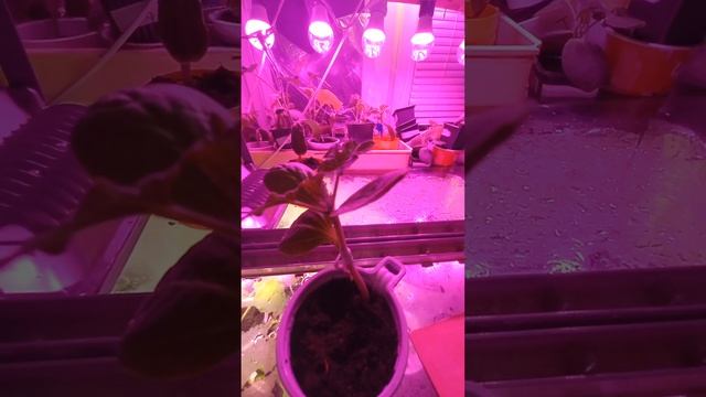 Выращивание рассады бахчевых культур в Санкт-Петербурге смотреть онлайн