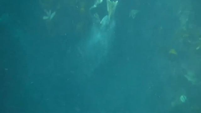 Seals!