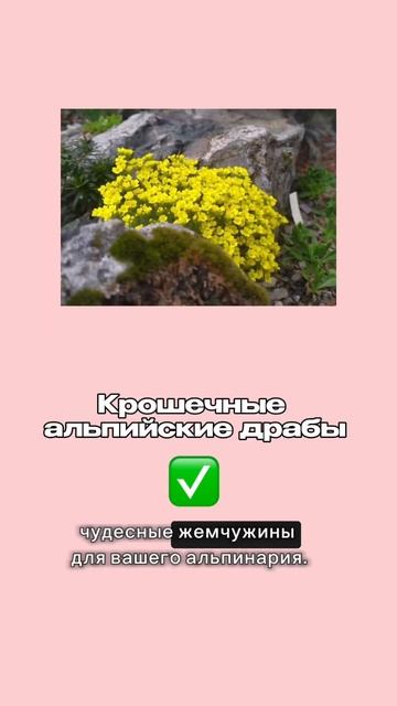 10 растений для настоящей альпийской горки. #всевсад #марияниконова #сад #альпийскаягорка смотреть онлайн