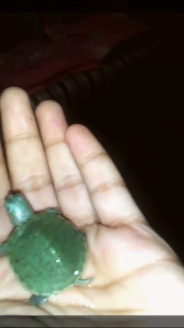 So cute baby rare turtle 🐢😚 | #Shorts