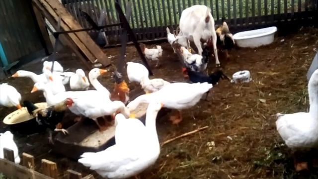 Осенняя трава для телёнка и козы