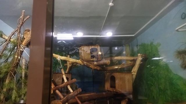 родители азиатских безкоготных выдр . бинтуронгов на домик а сами в нем. 28 ноября 2022 г. смотреть онлайн