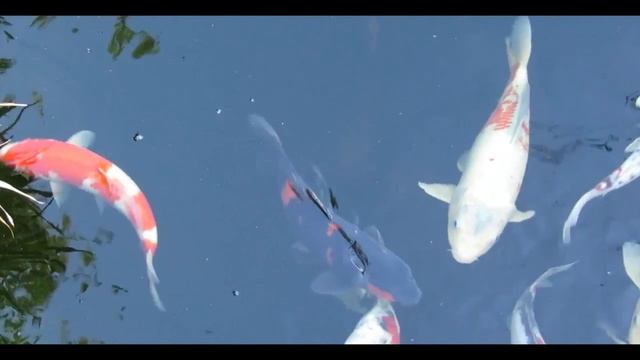 Megalodon - The Biggest Shark That Ever Existed! / Documentary (English/HD) смотреть онлайн