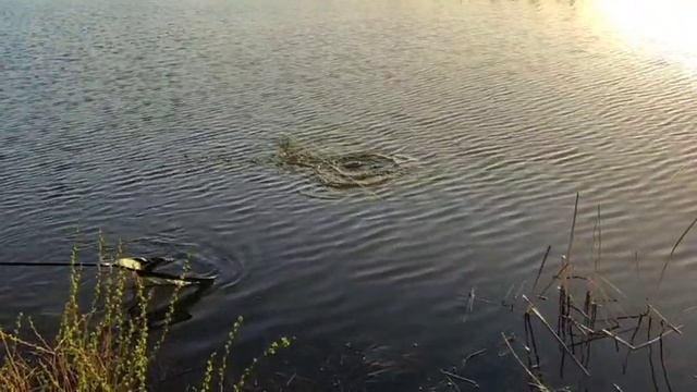 WhatsApp Video 2025-04-19 at 19.01.04 смотреть онлайн