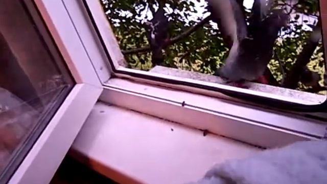 Голуби смотреть онлайн