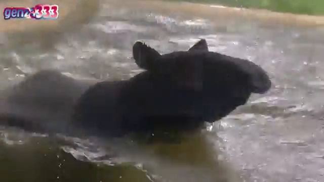 Malayan Tapir Rampage