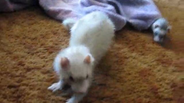 Emily and Rat (Part 3) Bath time смотреть онлайн