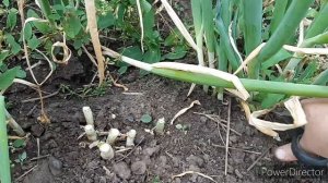 Уборка лука Батуна, и наращивание на зелень🌱.4.07.23г