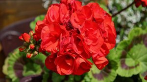 ПОДКОРМИ ГЕРАНЬ В АПРЕЛЕ И МАЕ — И ЗАЦВЕТЁТ ДАЖЕ ЧАХЛАЯ ГЕРАНЬ. Лучшая Подкормка для герани!